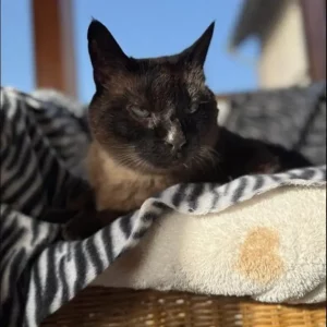 Chatterie
