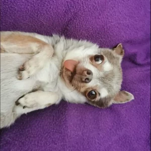 Kiali