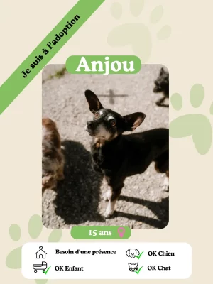 Anjou