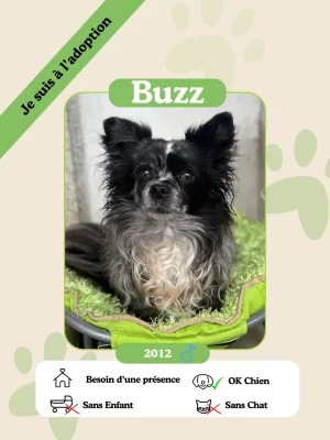 Buzz