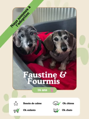 Fourmi & Faustine