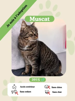 Muscat