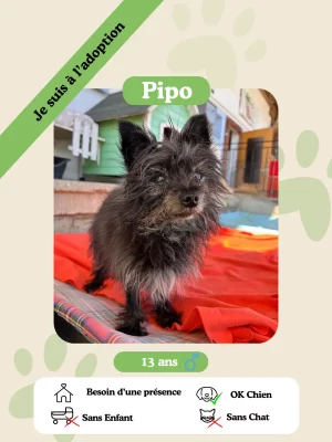 Pipo