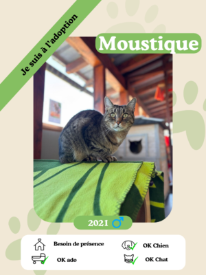 Moustique