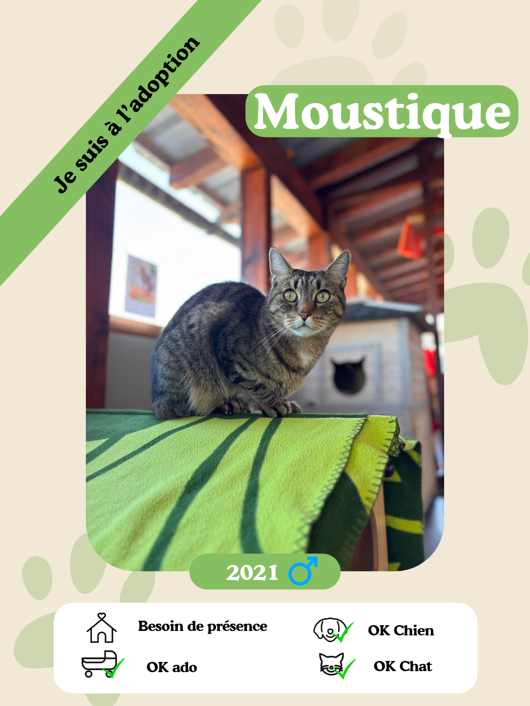 Moustique