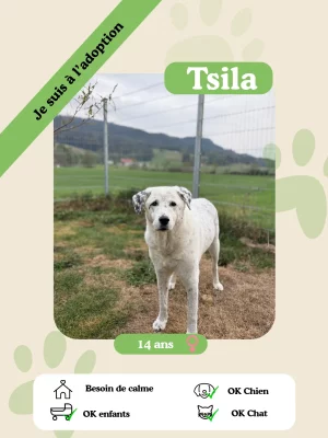 Tsila