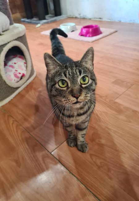 Ninasha