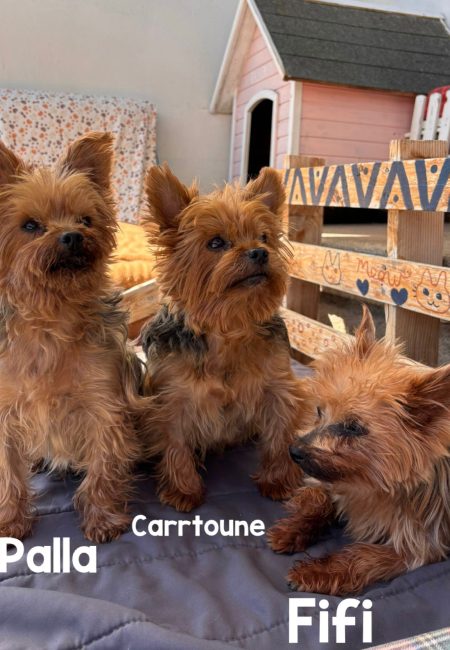 Palla, Carrtoune et Fifi