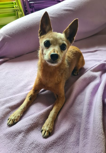 Pitoufou